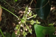 <strong>Smilax vitiensis - Birnbaum Philippe - 1436</strong><br />© Ramon, Laurence