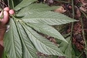 <strong>Elatostema nemorosum - Ramon, Laurence - 122</strong><br />© Ramon, Laurence