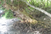 <strong>Xylocarpus granatum - Ramon, Laurence - 63</strong><br />© Ramon, Laurence