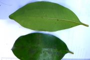 <strong>C. abbayesii J.-F.Leroy - Mascarocoffea - ENDANGERED</strong><br />© N. Raharimalala (FOFIFA)