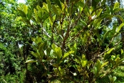 <strong>C. alleizettii Dubard - Mascarocoffea - CRITICALLY ENDANGERED</strong><br />© N. Raharimalala (FOFIFA)