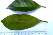 <strong>C. alleizettii Dubard - Mascarocoffea - CRITICALLY ENDANGERED</strong><br />© N. Raharimalala (FOFIFA)