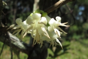 <strong>C. alleizettii Dubard - Mascarocoffea - CRITICALLY ENDANGERED</strong><br />© N. Raharimalala (FOFIFA)