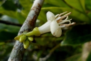 <strong>C. alleizettii Dubard - Mascarocoffea - CRITICALLY ENDANGERED</strong><br />© N. Raharimalala (FOFIFA)