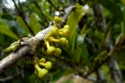 <strong>C. alleizettii Dubard - Mascarocoffea - CRITICALLY ENDANGERED</strong><br />© N. Raharimalala (FOFIFA)