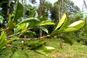 <strong>C. alleizettii Dubard - Mascarocoffea - CRITICALLY ENDANGERED</strong><br />© N. Raharimalala (FOFIFA)