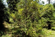 <strong>C. ambodirianensis Portères - Mascarocoffea - LEAST CONCERN</strong><br />© N. Raharimalala (FOFIFA)