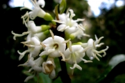 <strong>C. ambodirianensis Portères - Mascarocoffea - LEAST CONCERN</strong><br />© N. Raharimalala (FOFIFA)