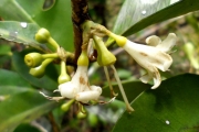 <strong>C. ambodirianensis Portères - Mascarocoffea - LEAST CONCERN</strong><br />© N. Raharimalala (FOFIFA)