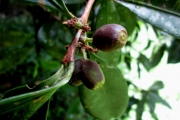 <strong>C. andrambovatensis J.-F.Leroy - Mascarocoffea - DATA DEFICIENT</strong><br />© N. Raharimalala (FOFIFA)