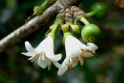 <strong>C. ankaranensis A.P.Davis & Rakotonas. - Mascarocoffea - ENDANGERED</strong><br />© N. Raharimalala (FOFIFA)