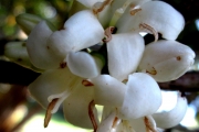 <strong>C. ankaranensis A.P.Davis & Rakotonas. - Mascarocoffea - ENDANGERED</strong><br />© N. Raharimalala (FOFIFA)