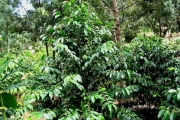 <strong>C. arabica L. - Eucoffea - ENDANGERED</strong><br />© E. Couturon (IRD)