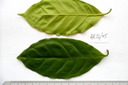 <strong>C. arabica L. - Eucoffea - ENDANGERED</strong><br />© E. Couturon (IRD)