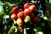 <strong>C. arabica L. - Eucoffea - ENDANGERED</strong><br />© E. Couturon (IRD)