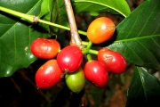 <strong>C. arabica L. - Eucoffea - ENDANGERED</strong><br />© E. Couturon (IRD)