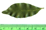 <strong>C. augagneuri Dubard - Mascarocoffea - ENDANGERED</strong><br />© N. Raharimalala (FOFIFA)
