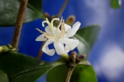 <strong>C. augagneuri Dubard - Mascarocoffea - ENDANGERED</strong><br />© N. Raharimalala (FOFIFA)