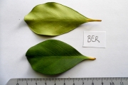 <strong>C. bertrandii A.Chev. - Mascarocoffea - VULNERABLE</strong><br />© N. Raharimalala (FOFIFA)