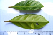 <strong>C. betamponensis Portères et J.-F.Leroy - Mascarocoffea - ENDANGERED</strong><br />© N. Raharimalala (FOFIFA)
