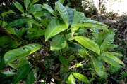 <strong>C. betamponensis Portères et J.-F.Leroy - Mascarocoffea - ENDANGERED</strong><br />© N. Raharimalala (FOFIFA)