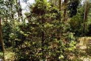 <strong>C. boiviniana (Baill.) Drake - Mascarocoffea - NEAR THREATENED</strong><br />© N. Raharimalala (FOFIFA)