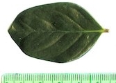 <strong>C. boiviniana (Baill.) Drake - Mascarocoffea - NEAR THREATENED</strong><br />© N. Raharimalala (FOFIFA)