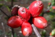 <strong>C. brevipes Hiern - Eucoffea - LEAST CONCERN</strong><br />© E. Couturon (IRD)