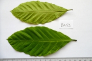<strong>C. canephora Pierre ex Froehn. - Eucoffea - LEAST CONCERN</strong><br />© E. Couturon (IRD)