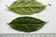 <strong>C. charrieriana Stoff. & F.Anthony (C11 in Groell 1991) - Eucoffea - CRITICALLY ENDANGERED</strong><br />© E. Couturon (IRD)