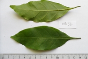 <strong>C. congensis A.Froehner - Eucoffea - LEAST CONCERN</strong><br />© E. Couturon (IRD)