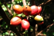 <strong>C. congensis A.Froehner - Eucoffea - LEAST CONCERN</strong><br />© E. Couturon (IRD)