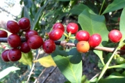 <strong>C. congensis A.Froehner - Eucoffea - LEAST CONCERN</strong><br />© E. Couturon (IRD)