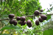 <strong>C. costei sp. nov. Ined. - Mascarocoffea - -</strong><br />© N. Raharimalala (FOFIFA)