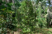 <strong>C. coursiana J.-F.Leroy - Mascarocoffea - VULNERABLE</strong><br />© N. Raharimalala (FOFIFA)