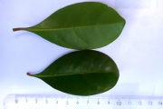 <strong>C. coursiana J.-F.Leroy - Mascarocoffea - VULNERABLE</strong><br />© N. Raharimalala (FOFIFA)