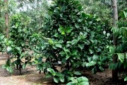 <strong>C. liberica Bull. var. dewevrei (De Wild. & T.Durand) Lebrun - Eucoffea - NOT EVALUATED</strong><br />© E. Couturon (IRD)