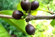 <strong>C. dubardii Jum. - Mascarocoffea - NEAR THREATENED</strong><br />© N. Raharimalala (FOFIFA)