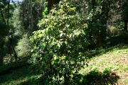<strong>C. dubardii Jum. - Mascarocoffea - NEAR THREATENED</strong><br />© N. Raharimalala (FOFIFA)