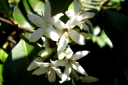 <strong>C. dubardii Jum. - Mascarocoffea - NEAR THREATENED</strong><br />© N. Raharimalala (FOFIFA)