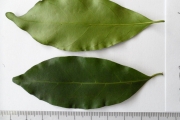 <strong>C. eugenioides S.Moore - Eucoffea - LEAST CONCERN</strong><br />© E. Couturon (IRD)