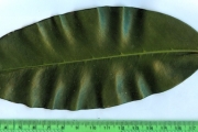 <strong>C. farafanganensis J.-F.Leroy - Mascarocoffea - ENDANGERED</strong><br />© N. Raharimalala (FOFIFA)
