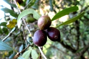 <strong>C. heimii J.-F.Leroy - Mascarocoffea - VULNERABLE</strong><br />© N. Raharimalala (FOFIFA)