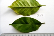 <strong>C. heterocalyx Stoff. - Eucoffea - CRITICALLY ENDANGERED</strong><br />© E. Couturon (IRD)