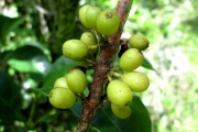 <strong>C. homollei J.-F.Leroy - Mascarocoffea - VULNERABLE</strong><br />© N. Raharimalala (FOFIFA)