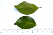 <strong>C. jumellei J.-F.Leroy - Mascarocoffea - ENDANGERED</strong><br />© N. Raharimalala (FOFIFA)