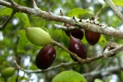 <strong>C. jumellei J.-F.Leroy - Mascarocoffea - ENDANGERED</strong><br />© N. Raharimalala (FOFIFA)