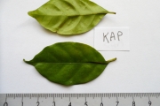 <strong>C. kapakata (A.Chev.) Bridson - Eucoffea - DATA DEFICIENT</strong><br />© E. Couturon (IRD)