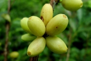 <strong>C. kianjavatensis J.-F.Leroy - Mascarocoffea - ENDANGERED</strong><br />© N. Raharimalala (FOFIFA)