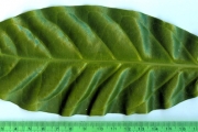 <strong>C. lancifolia A.Chev. var. auriculata J.-F.Leroy - Mascarocoffea - ENDANGERED</strong><br />© N. Raharimalala (FOFIFA)